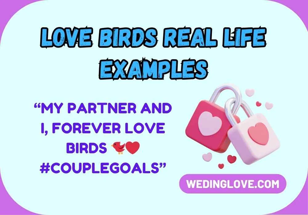Love Birds Real Life Examples