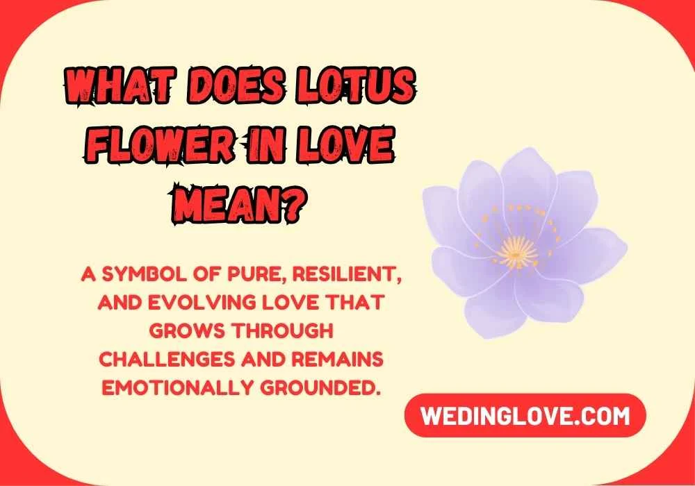 What Does Lotus Flower in Love Mean?