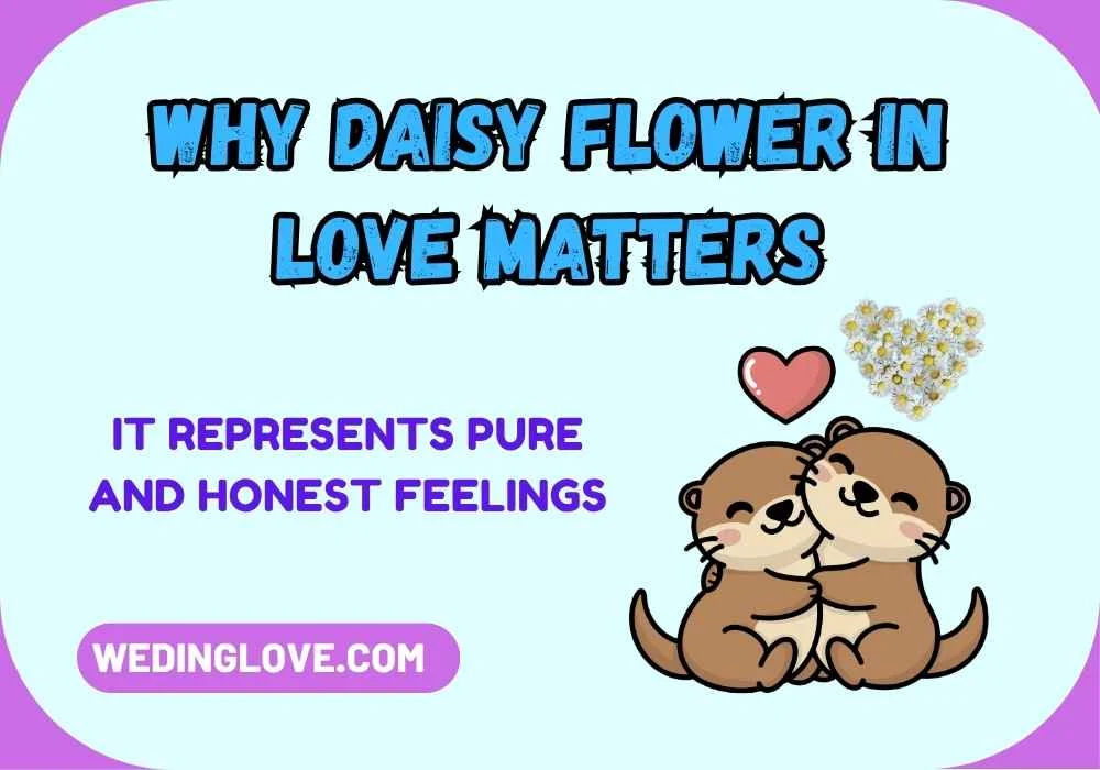 Why Daisy Flower in Love Matters