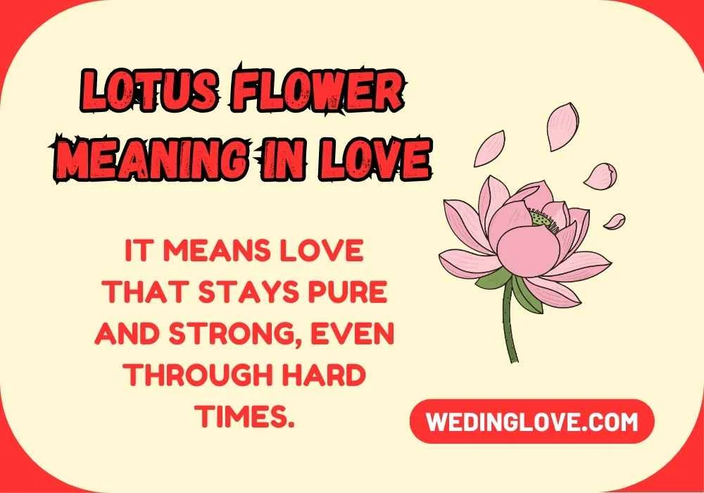 Lotus Flower Meaning in Love